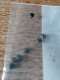 (image for) Bobbin Case Tension Adjusting Screw, Singer, Part Number 591